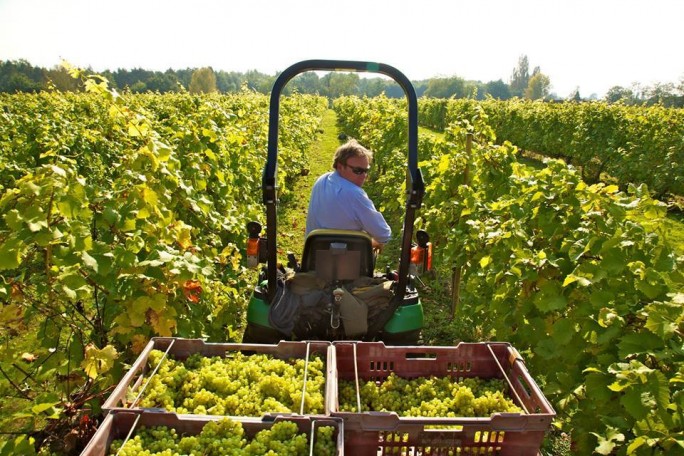 English Vineyard Harvest - Dedham Vale