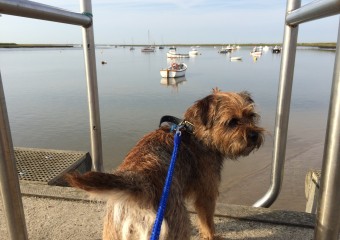 Rusty the Border Terrier on Holiday